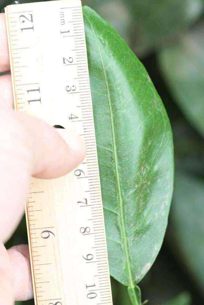              Unifoliolate leaf (Riverside, CA)       